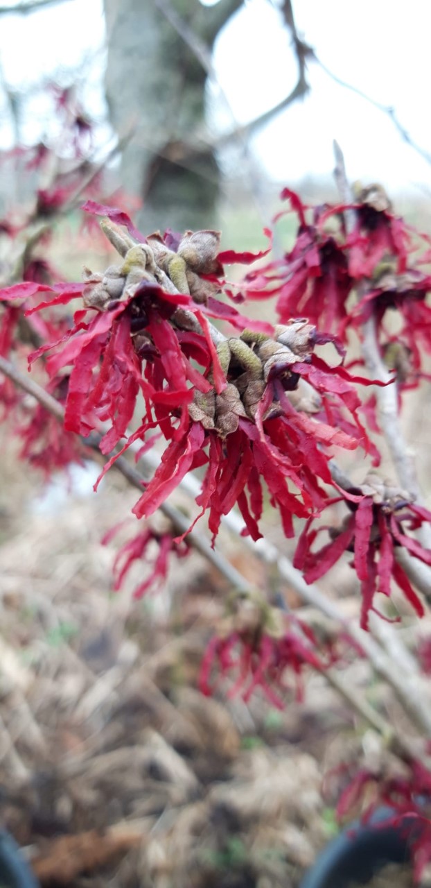 hamamelis-intermedia-foxy-lady