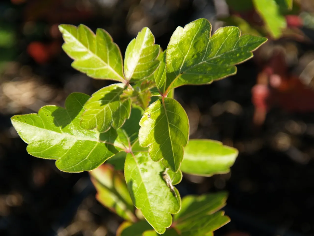 Rhus aromatica : C2 : 15-30
