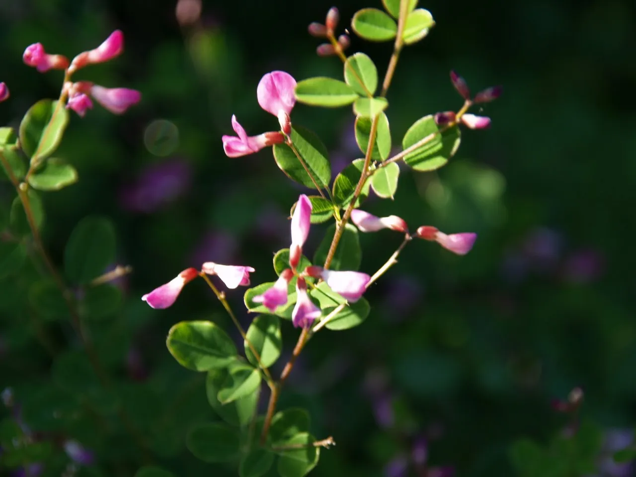 Lespedeza bicolor 'Yakushima'