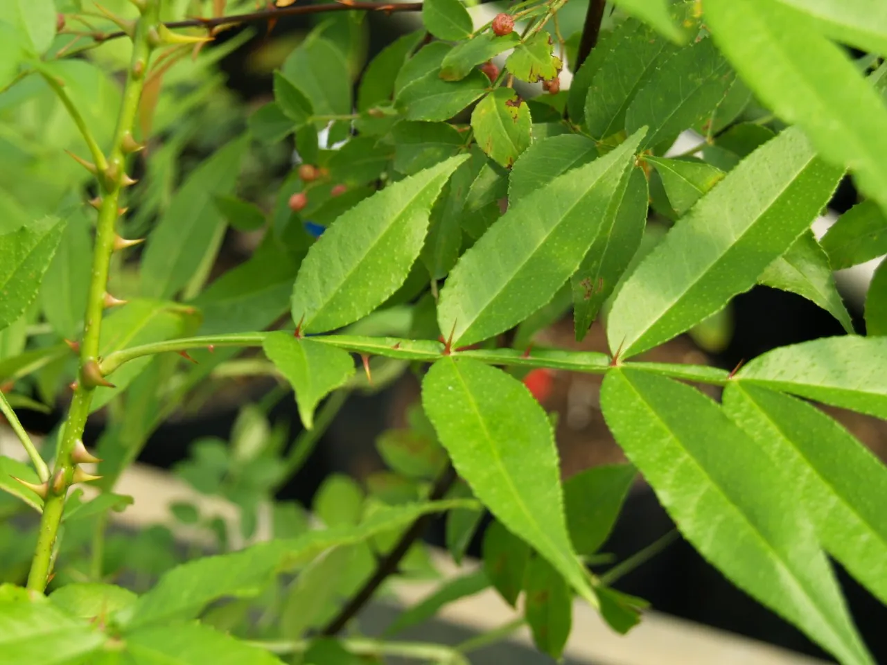 Zanthoxylum alatum