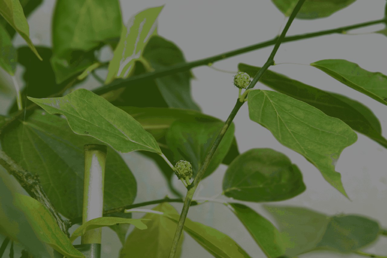 Diospyros virg. 'Campbell NC10' : C2 : 30-60