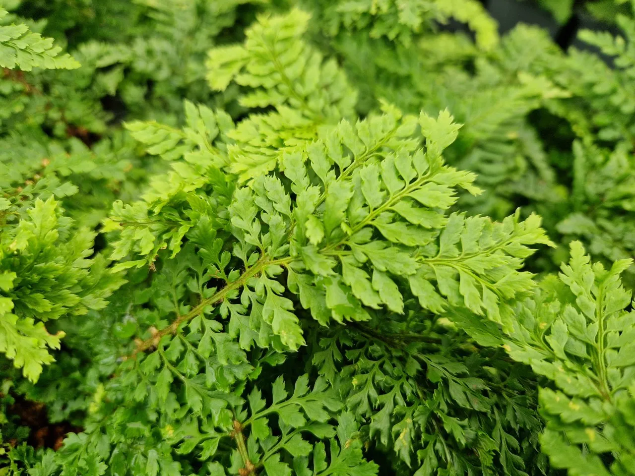 Polystichum setiferum 'Rotundatum Cristatum'