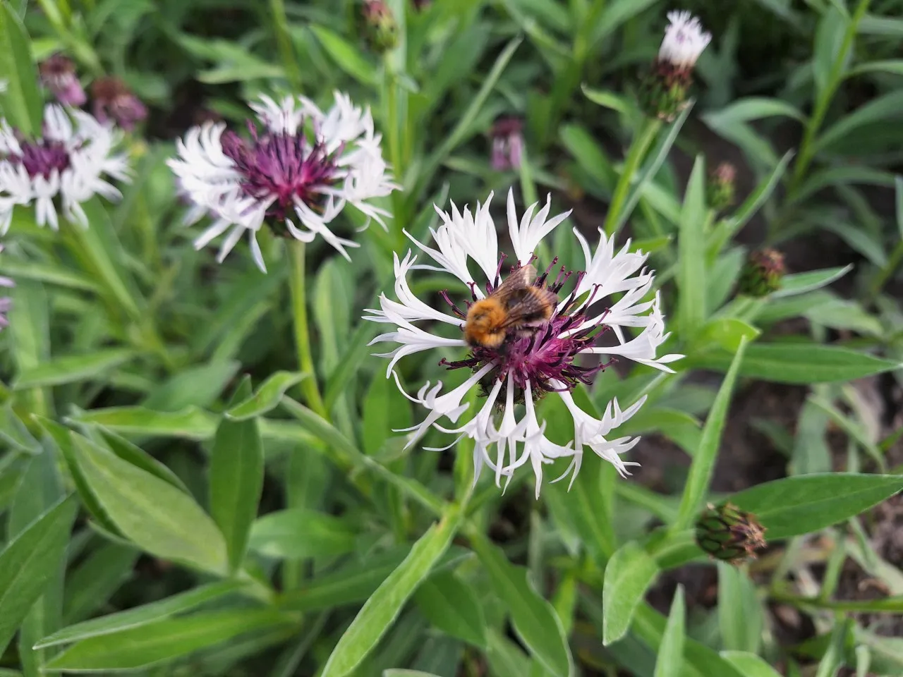 Centaurea montana 'Purple Heart' : P9