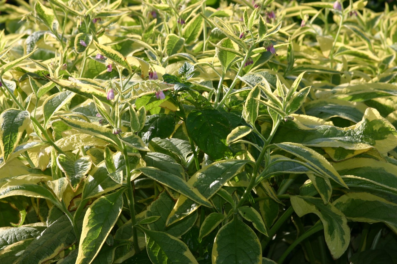 symphytum-uplan-axminster-gold