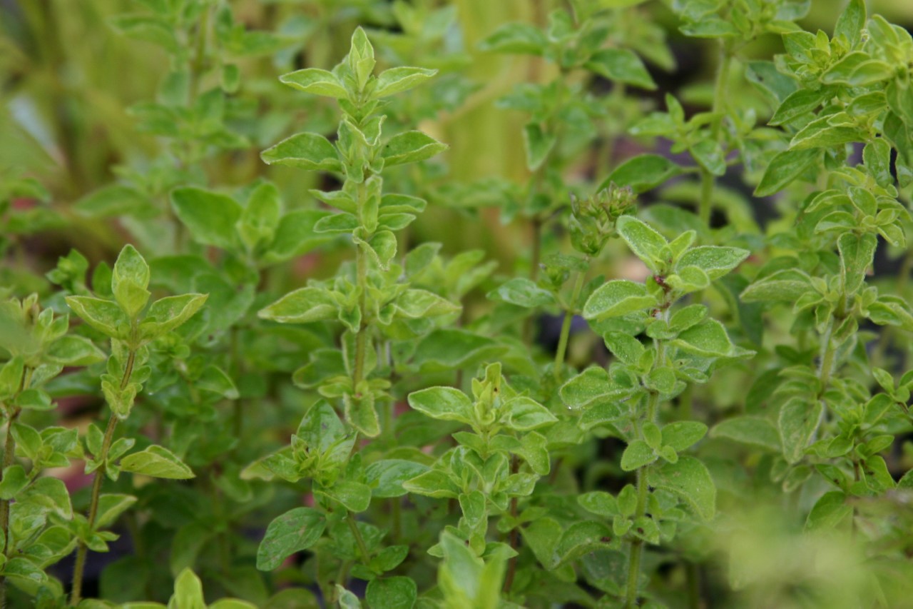 origanum-vulgare-hirtum