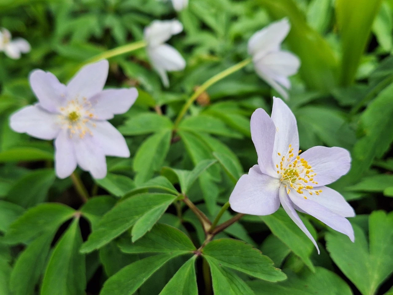 Anemone nemerosa 'Allenii' : P9