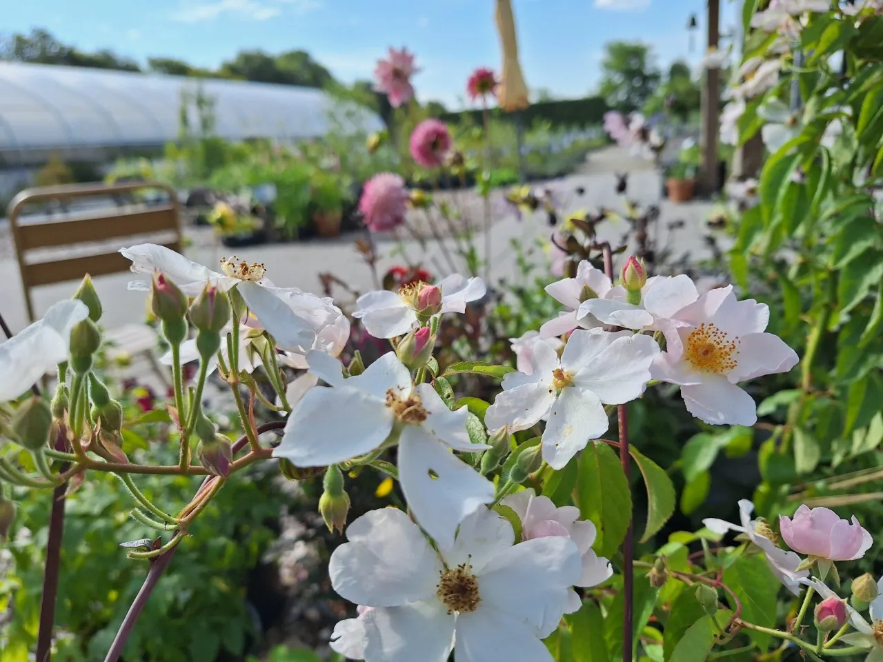 Rosa (H) 'Francis E. Lester' : C4 : 30-60