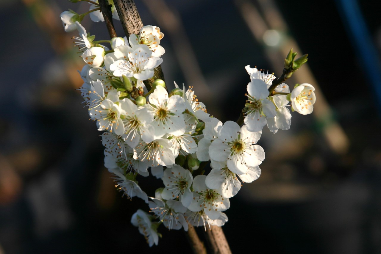 prunus-globus
