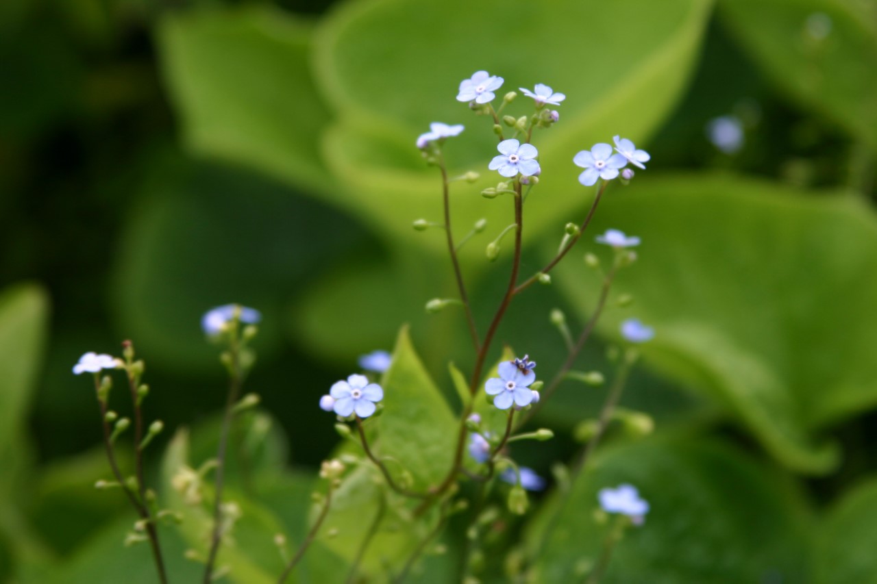 brunnera-macrophylla