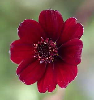 Cosmos atrosanguineus