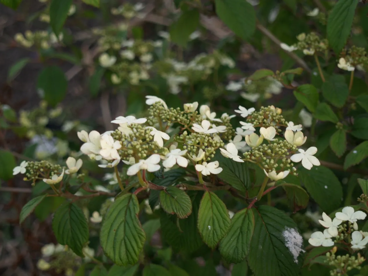 Viburnum plicatum 'Summer Snowflake'