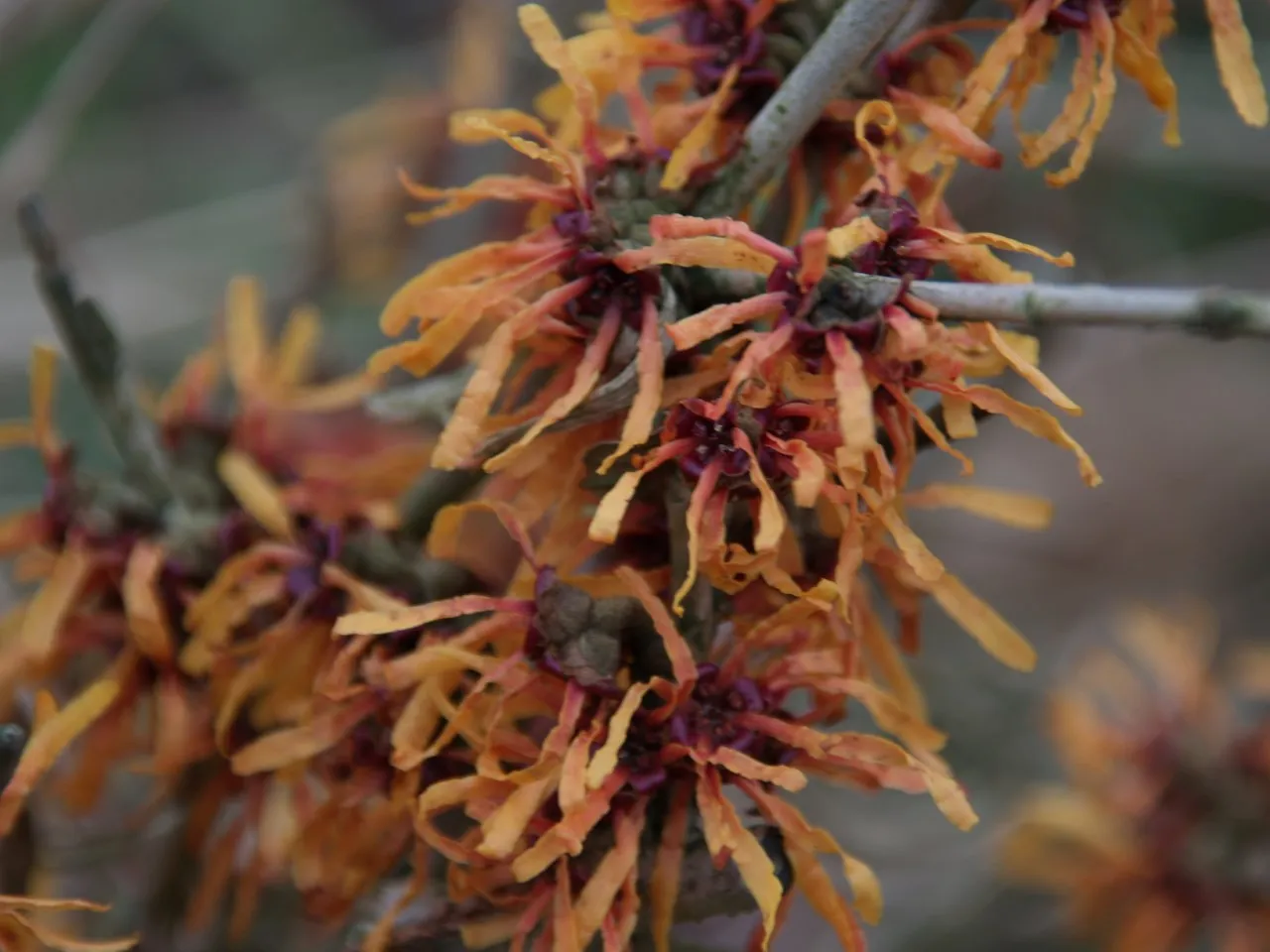 Hamamelis x intermedia 'Orange Peel'