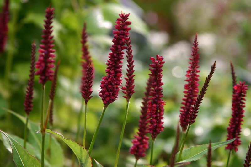 persicaria-amplexicaulis-blackfield