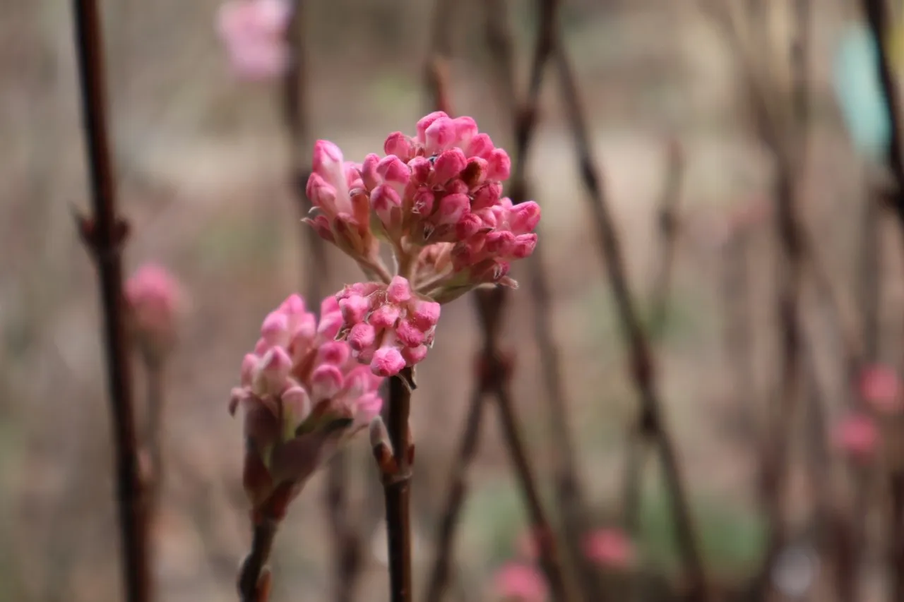 Viburnum bodnantense 'Charles Lamont' : C2 : 30-60