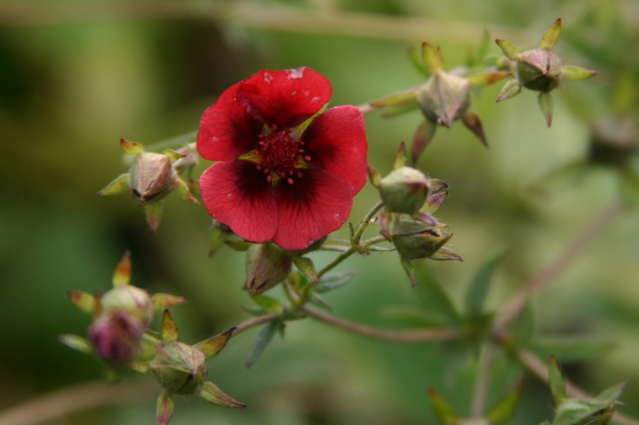 potentilla-thurberi-monarchs-velvet