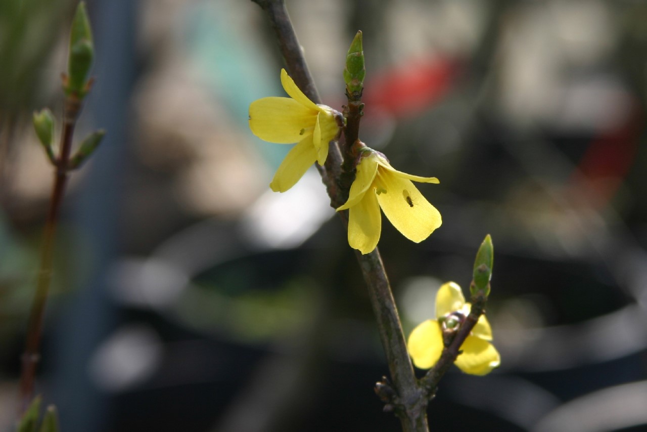 forsythia-ovata-ottawa