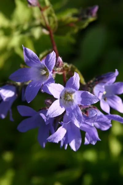 Campanula lactiflora 'Prichard's Variety' : P9