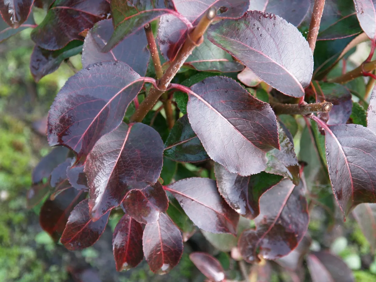 Viburnum prunifolium 'Mrs. Henry's Large'