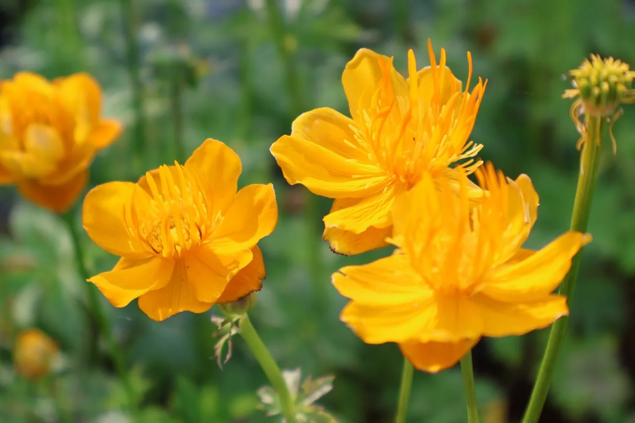 Trollius chinensis 'Golden Queen'