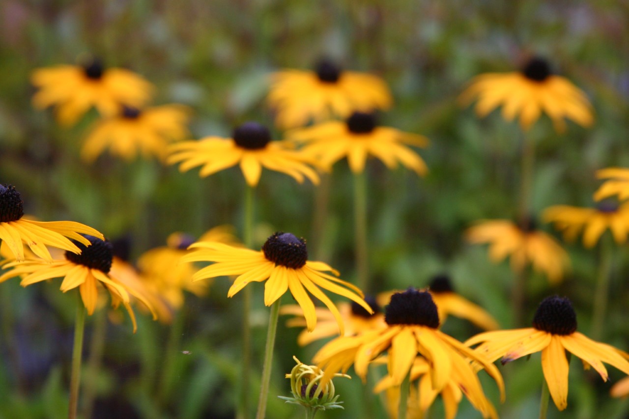 rudbeckia-fulgida-goldsturm