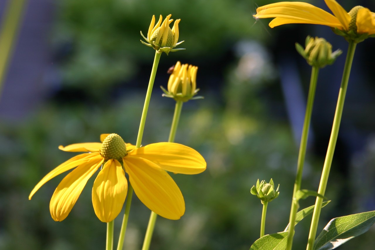 rudbeckia-nitida-herbstsonne