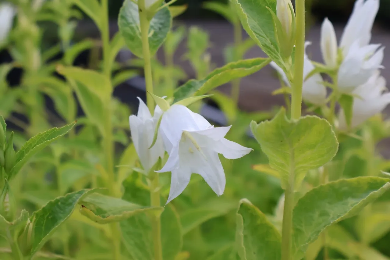 Campanula latifolia var. macrantha 'Alba' : P9