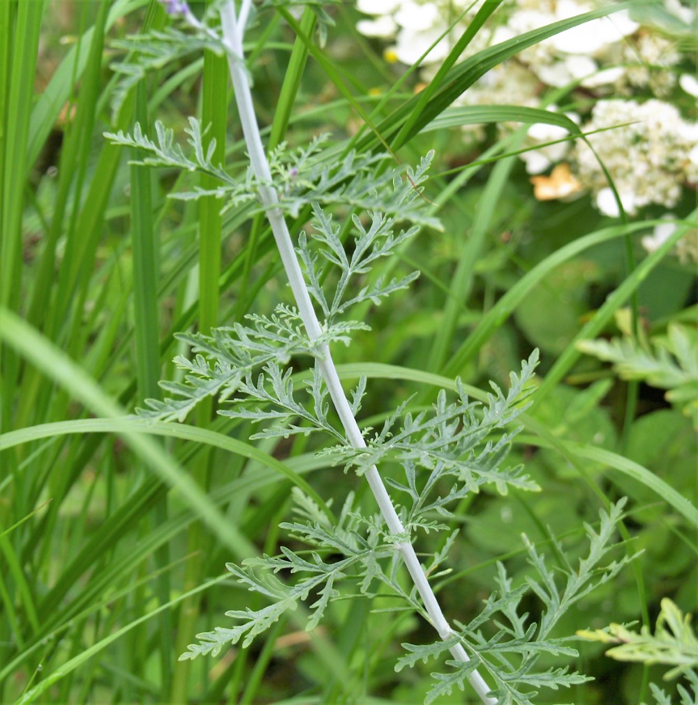 perovskia-atriplicifolia-filigran