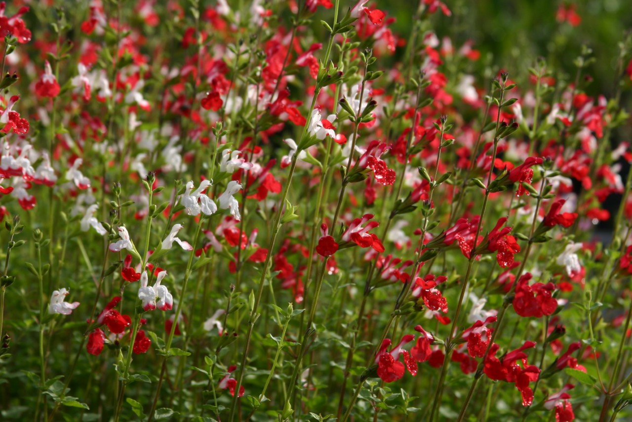 salvia-microphylla-hot-lips