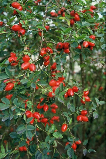 rosa-rubiginosa