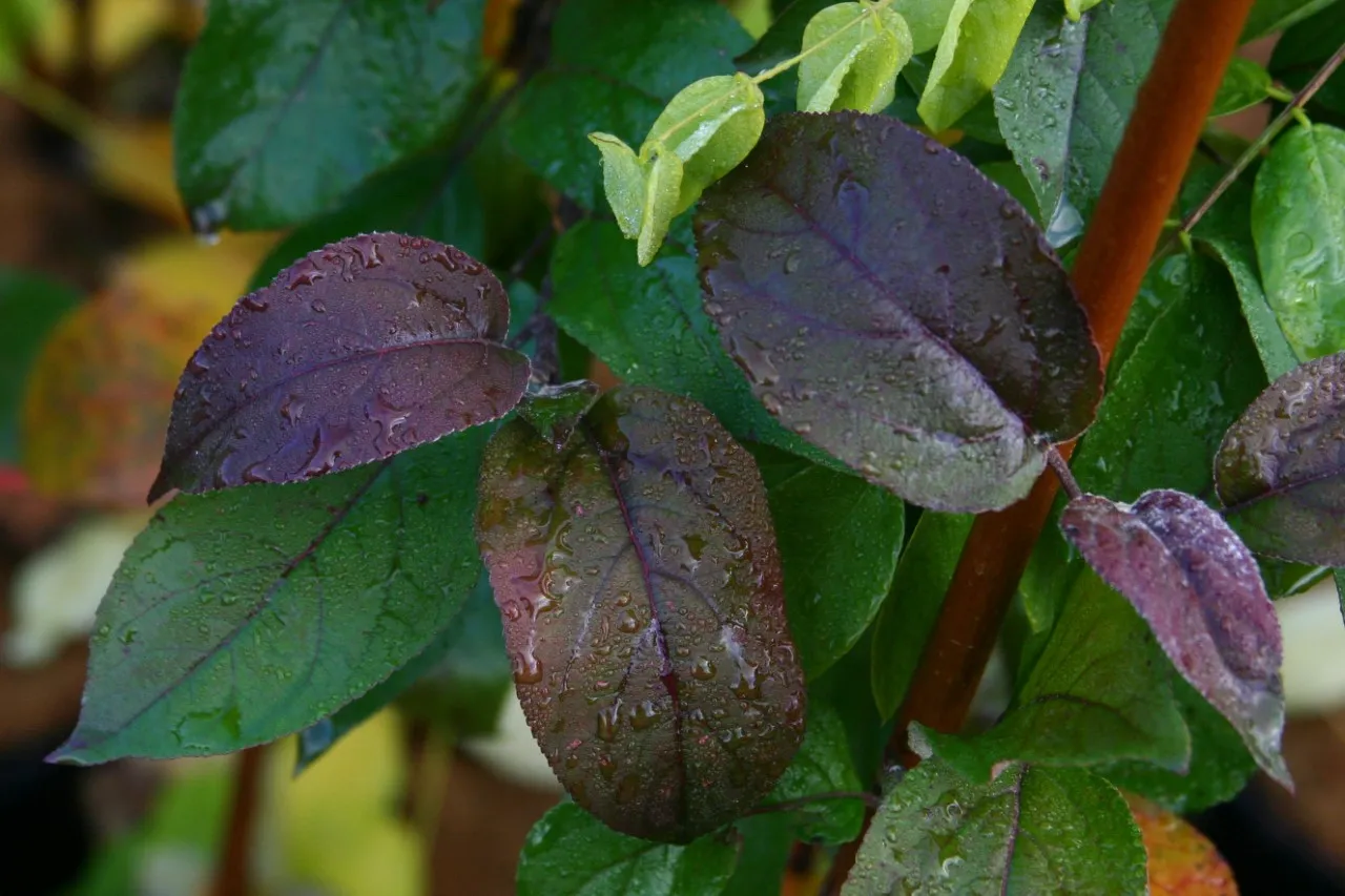 Malus niedzwetskyana 'Pendragon' : C3 : 60-100 : onderstam Malus domestica 'MM 111'