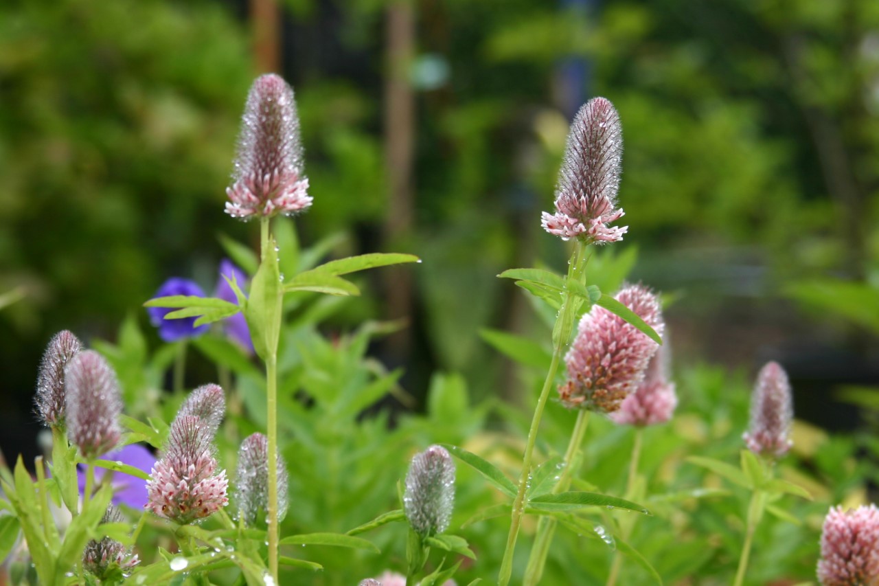 trifolium-rubens-peach-pink