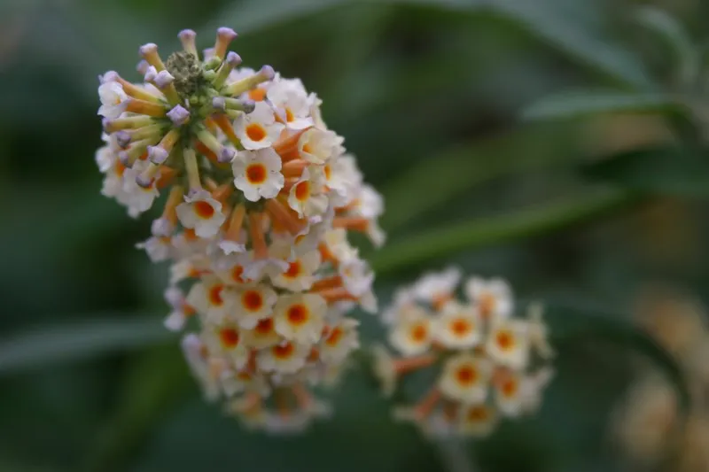 Buddleja weyeriana 'Lady the Ramsey' : C2 : 30-60