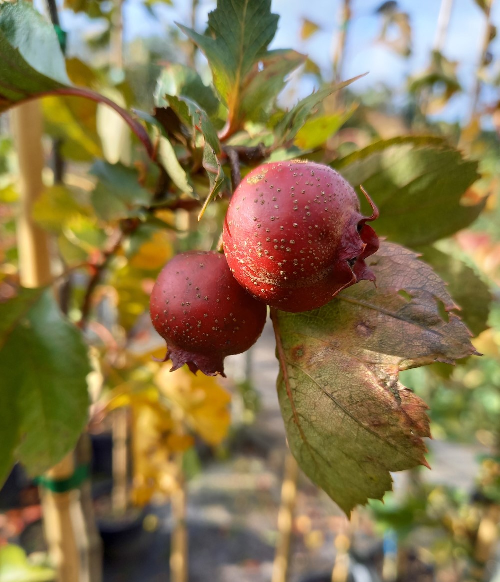 crataegus-pinnatifida-big-golden-star
