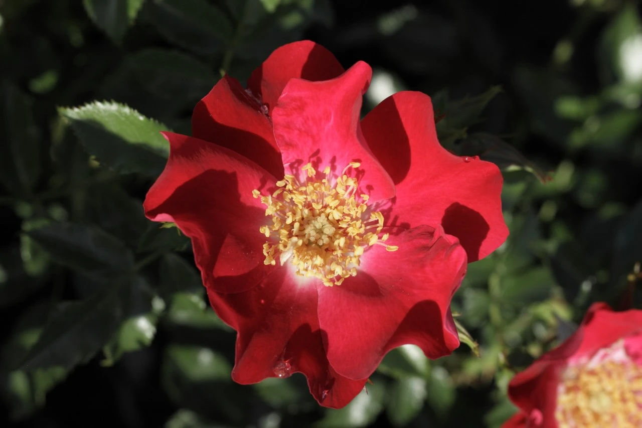 Rosa 'Dortmund' Biologisch : W