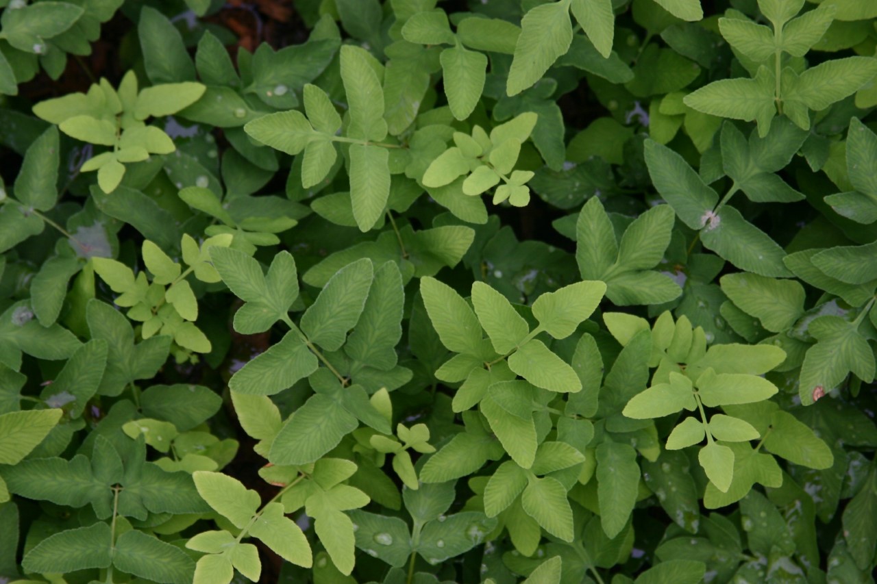 osmunda-regalis