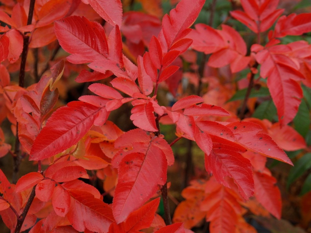 sorbus-burka