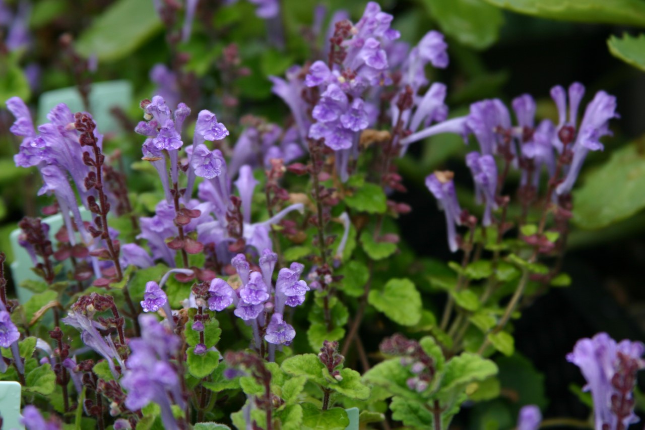Scutellaria indica parvifolia : P9