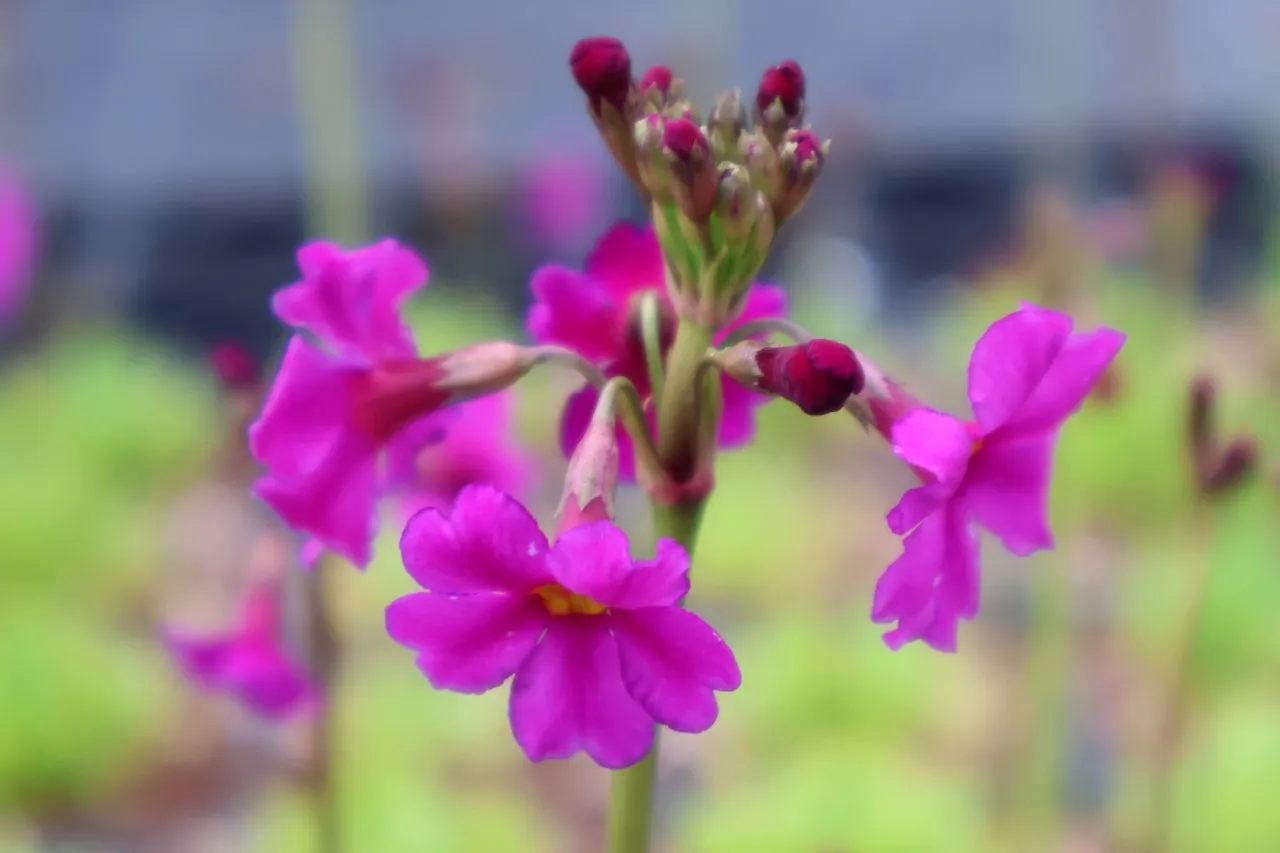 Primula poissonii