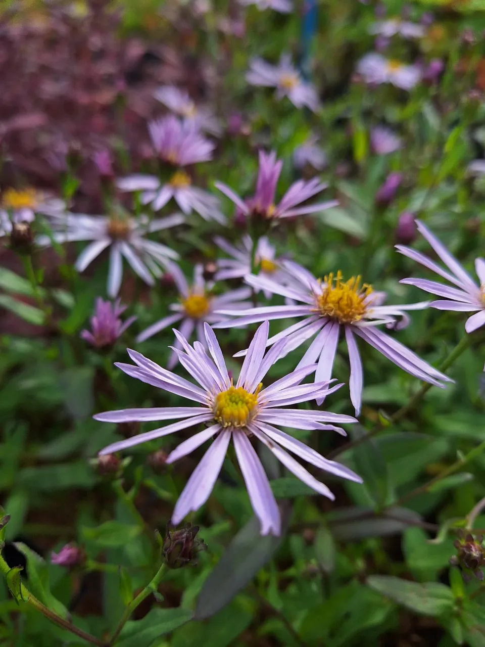 Aster pyrenaeus ' Lutetia' : P9