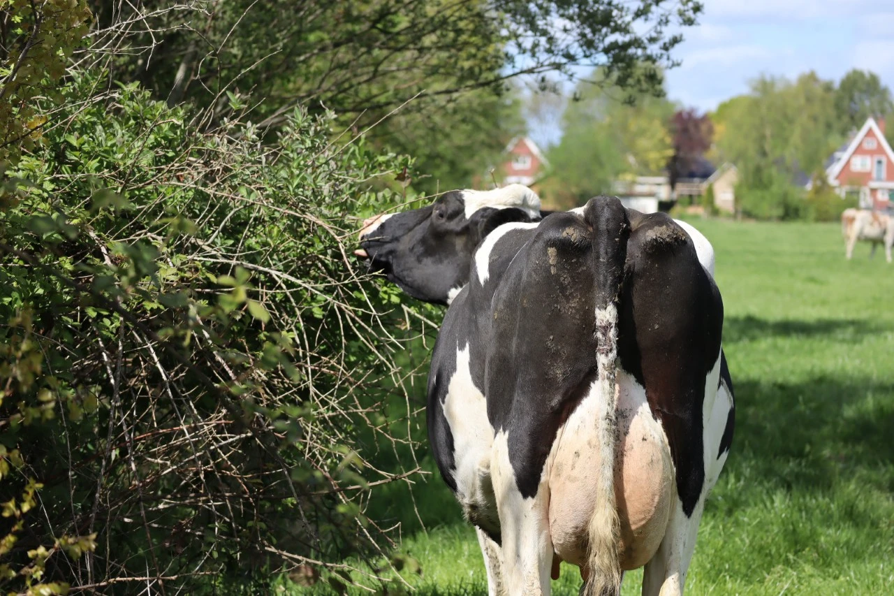 Inheemse voederhaag voor koeien, schapen en geiten   10 meter voor zandgrond : W : 60-100