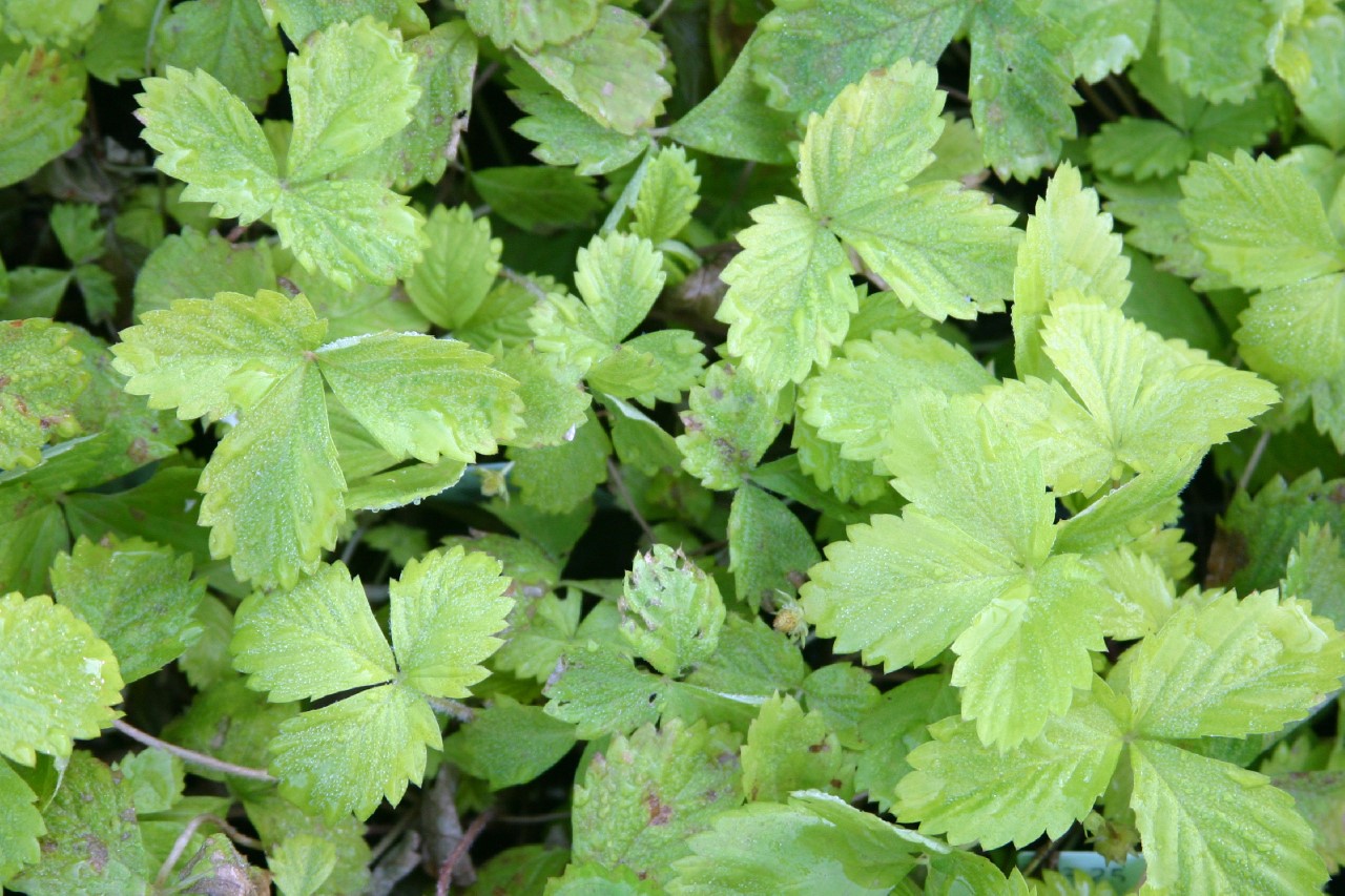 fragaria-vesca-golden-alexandria