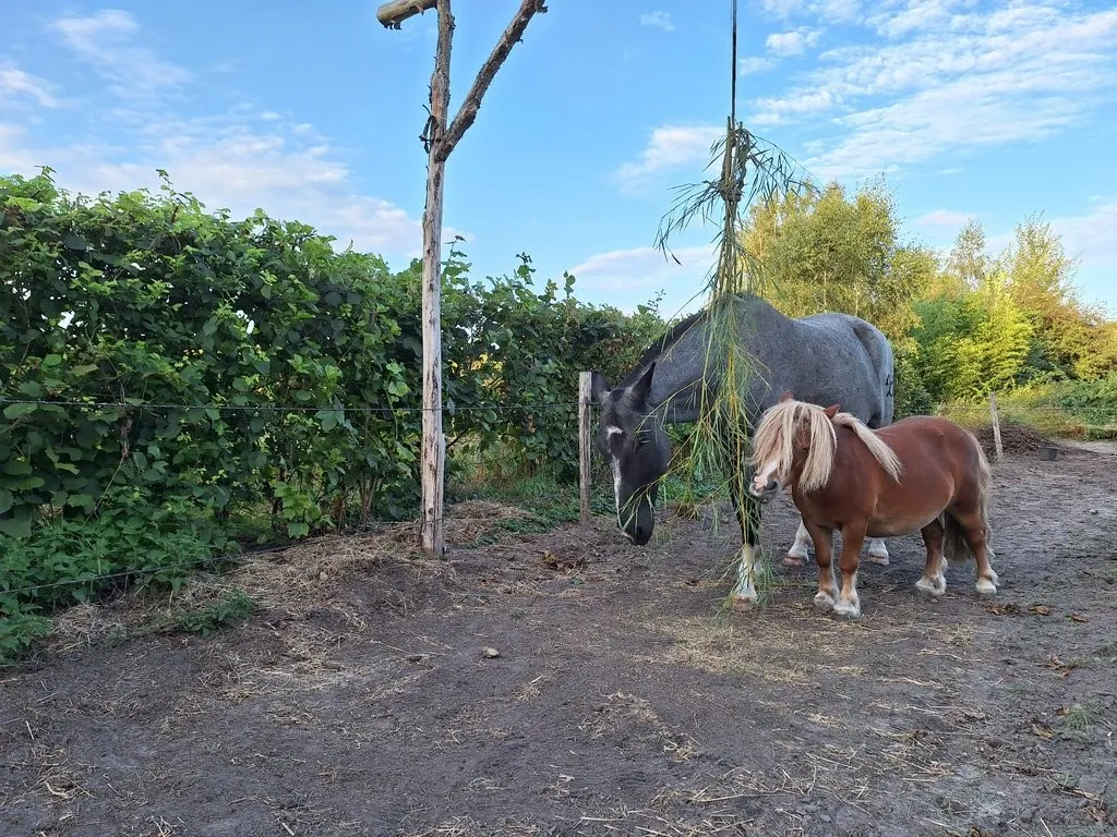 10 meter paardenhaag kleigrond : W : 60-100