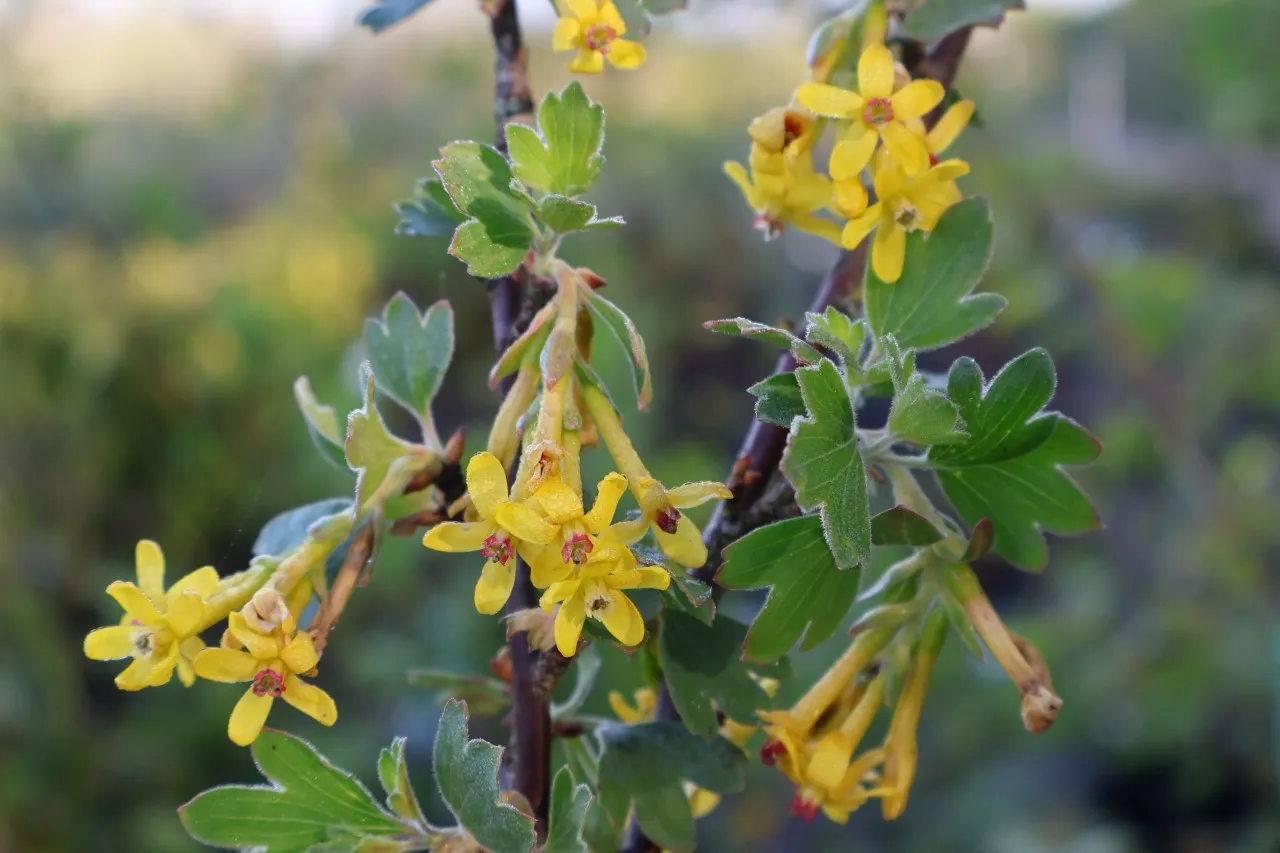 Ribes odoratum 'Gwens' : P9 : 15-30