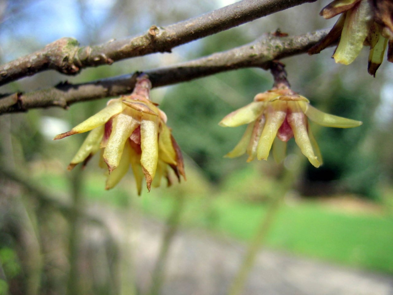 Chimonanthus praecox chimonanthus-praecox