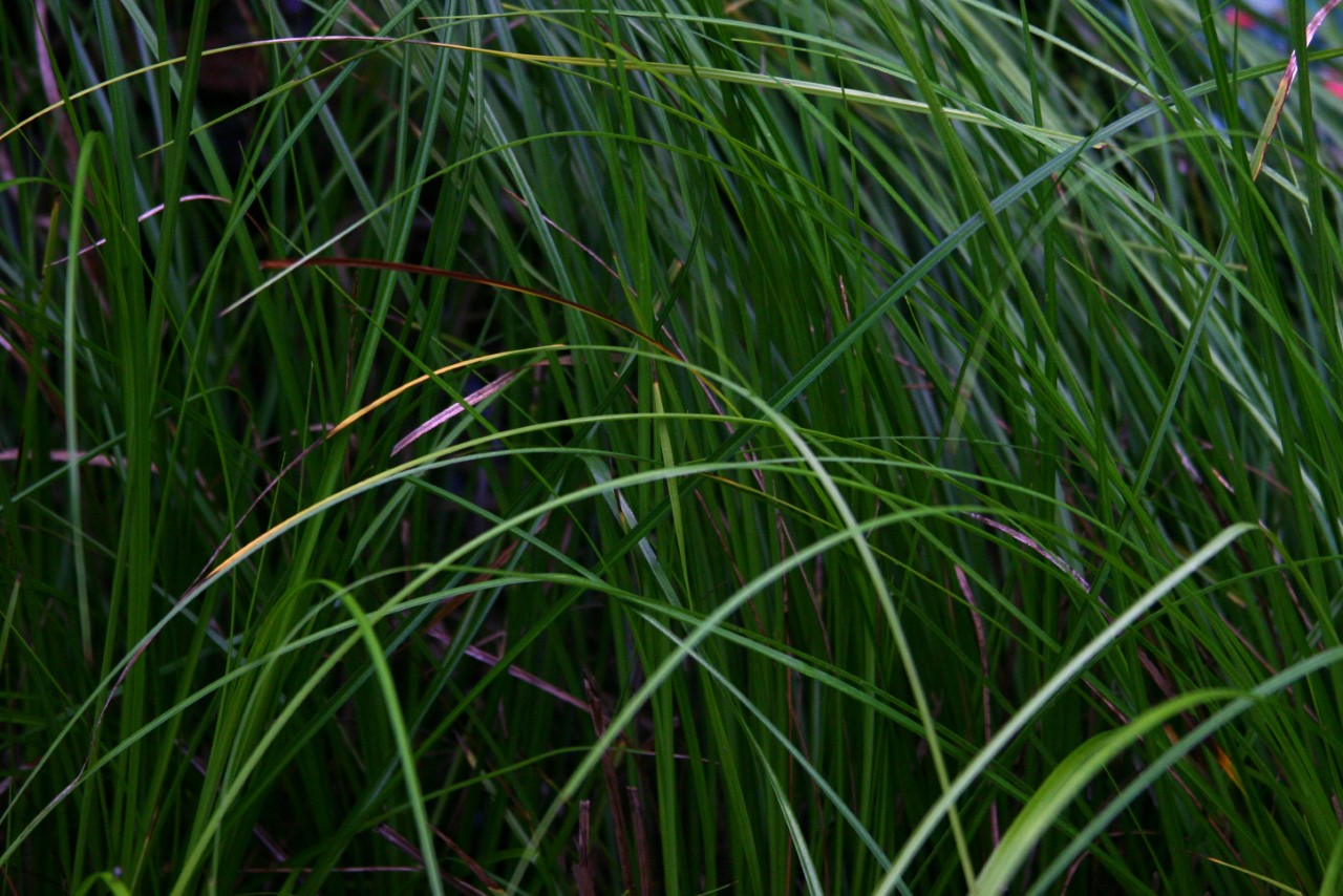 Carex 'Kyoto' carex-kyoto