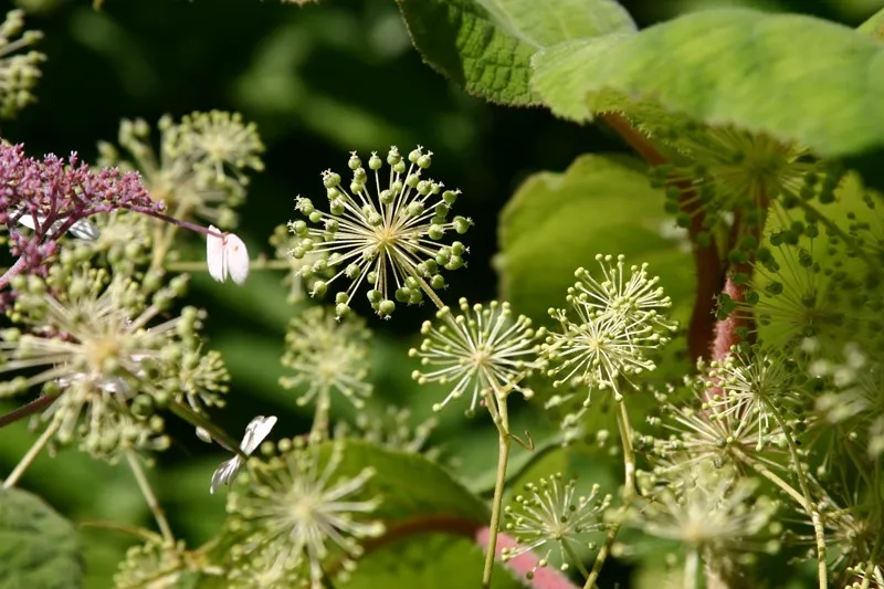 Aralia cordata