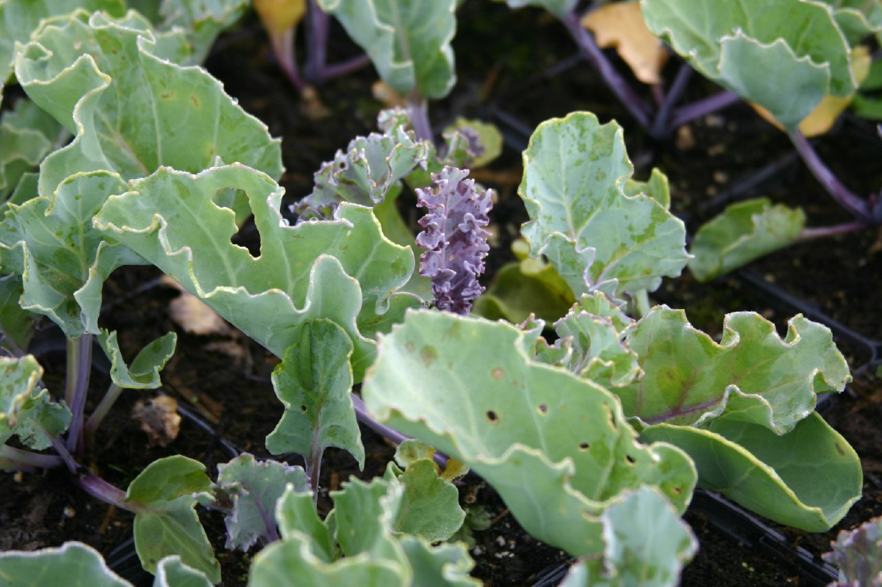 crambe-maritima-jacobs-blue