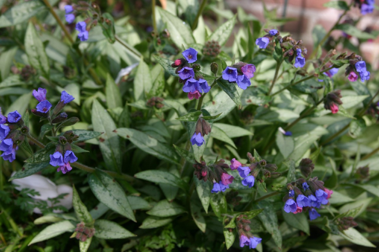 Pulmonaria longifolia 'Diana Clare' Biologisch : P9