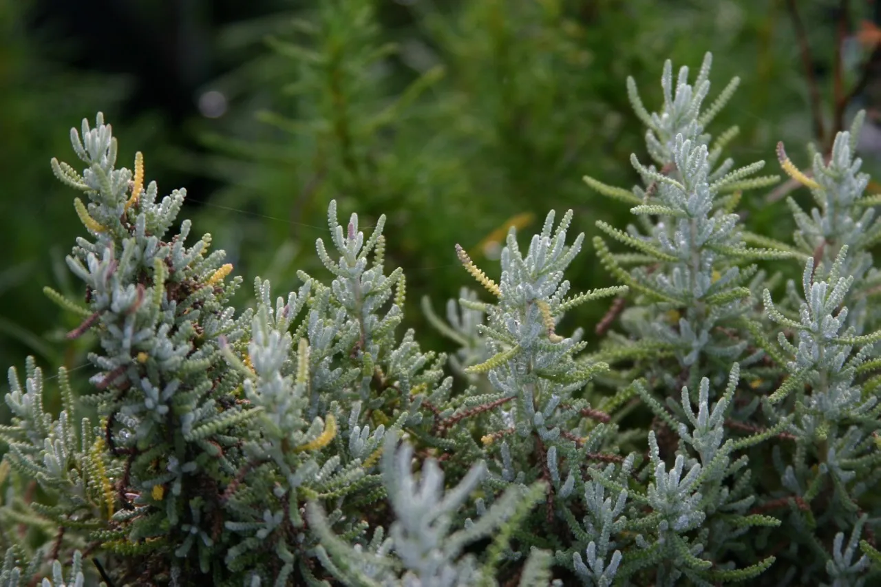 Santolina cham. 'Lambrook Silver'