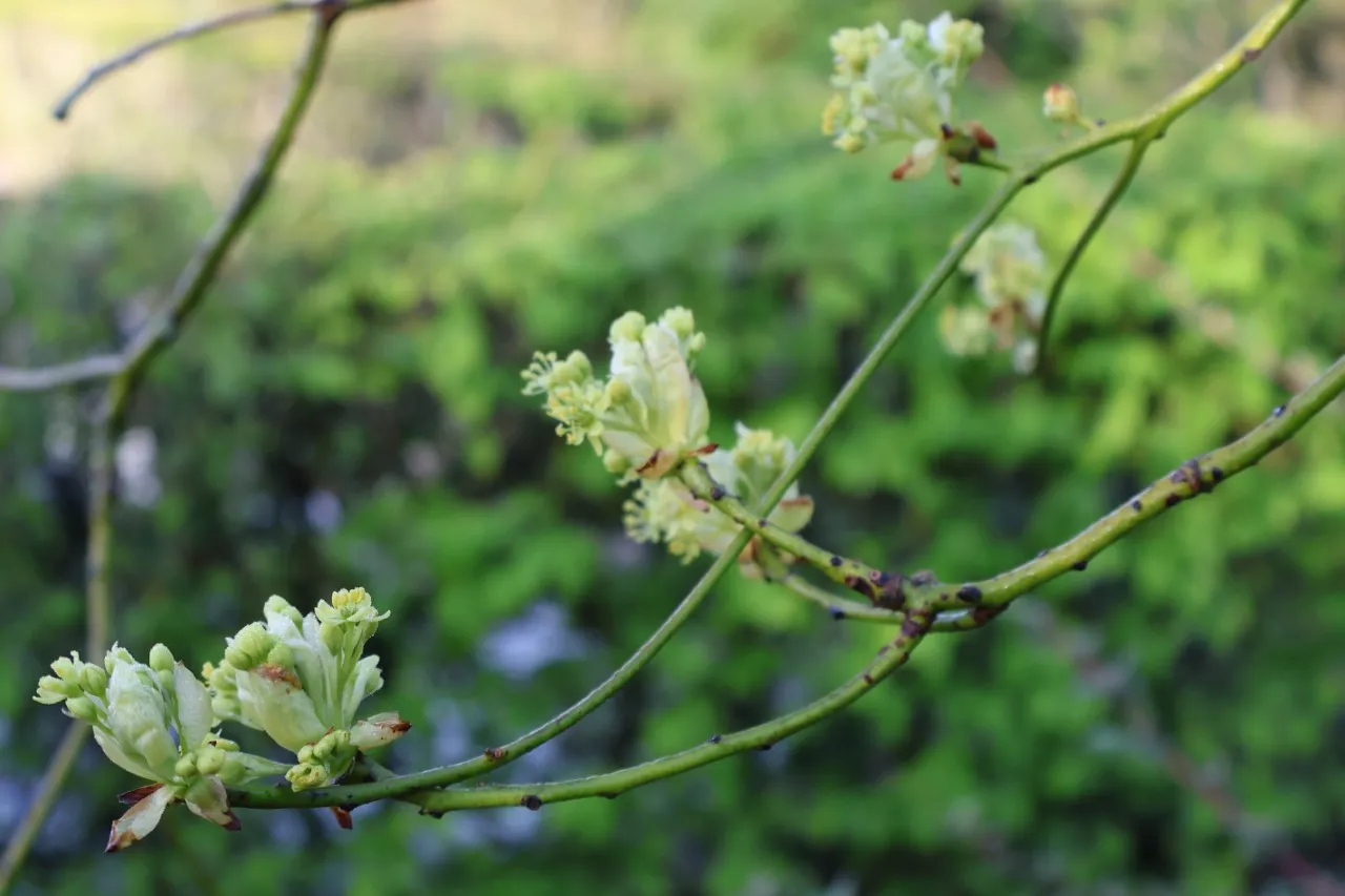 Sassafras albidum : C3 : 30-60